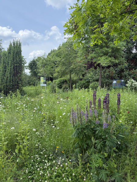 Bienenvolk vom IMKERVERBAND HAMBURG E.V.