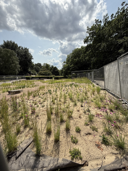 Garten der Wildpflanzen - große Wallanlagen
