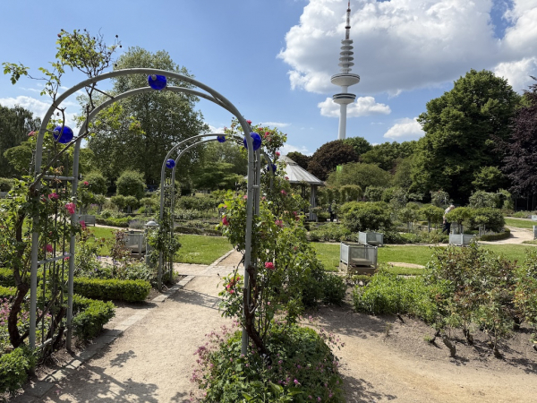 Rosengarten Planten un Blomen