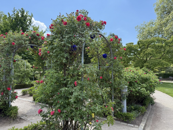 Rosengarten Planten un Blomen